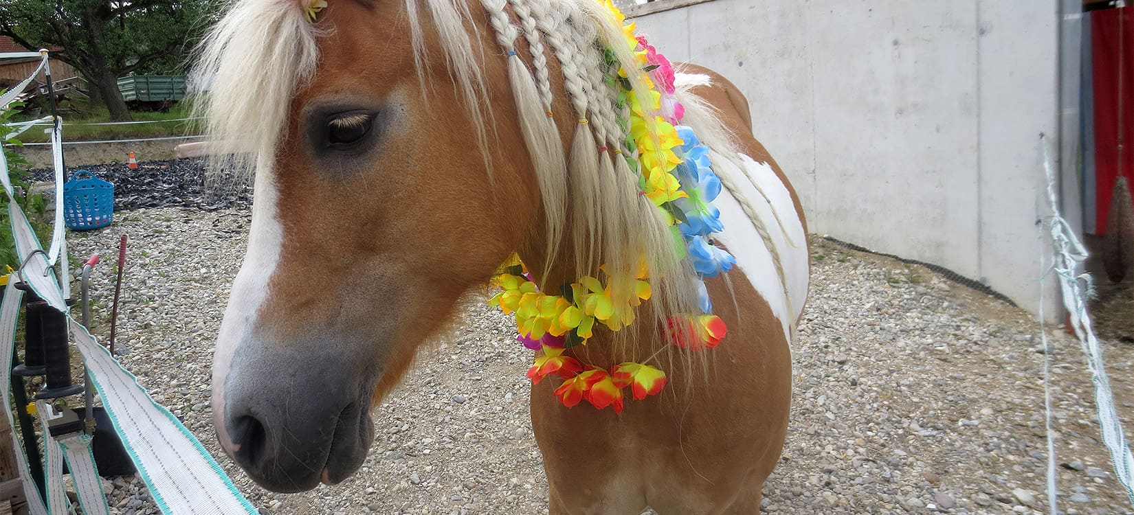 Pferd geschmückt mit Hawaii-Kranz.